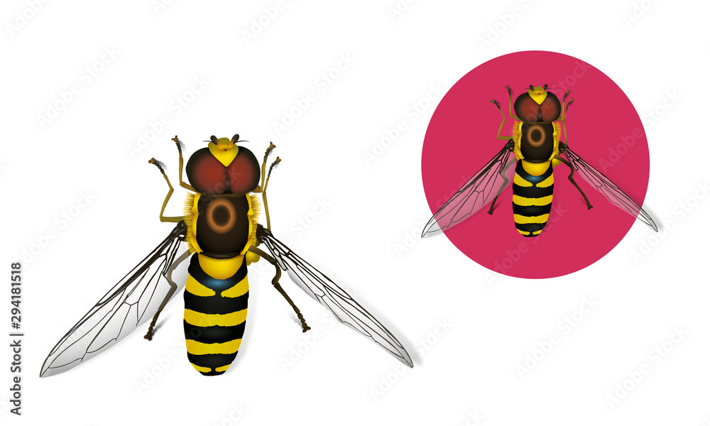 Syrphe 