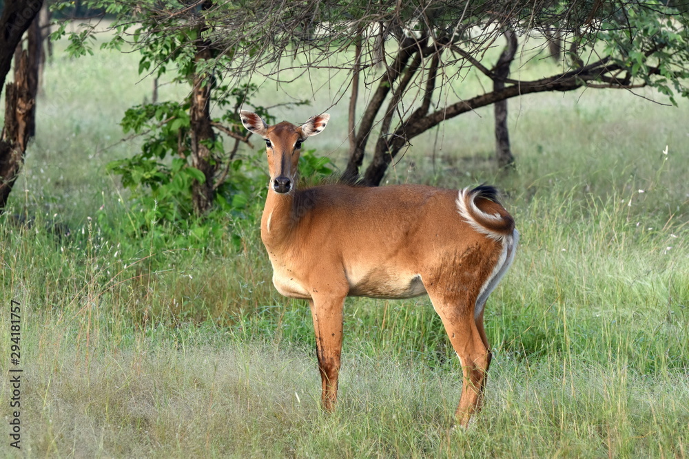 Female Nilgai (Boselaphus tragocamelus) standing lonely and wilderly in front of the safari vehicle without any fear sighted at Panna National Park, Madhya Pradesh, India, Asia Female Nilgai (Boselaphus tragocamelus) standing lonely and wilderly in front of the safari vehicle without any fear sighted at Panna National Park, Madhya Pradesh, India, Asia