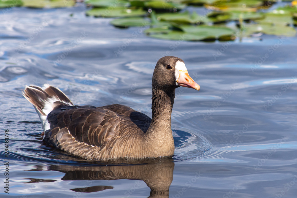 Obraz premium The greylag goose (Anser anser) is a species of large goose in the waterfowl family Anatidae swimming the Burnaby Lake along the shorline in Canada.