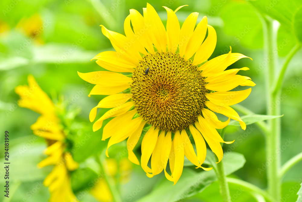 The Sunflower Bloom in the morning, in the fresh air, feel the freshness The Sunflower Bloom in the morning, in the fresh air, feel the freshness