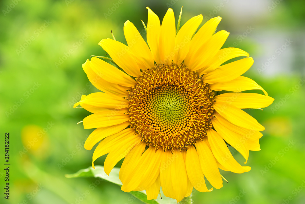 The Sunflower Bloom in the morning, in the fresh air, feel the freshness The Sunflower Bloom in the morning, in the fresh air, feel the freshness