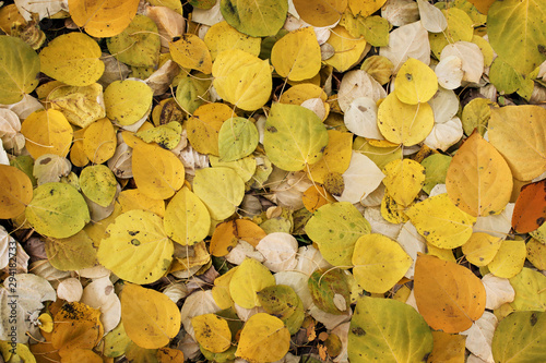 background with autumn colorful leaves. Copy space