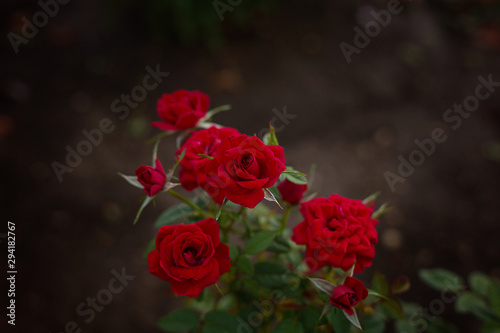 Fototapeta Naklejka Na Ścianę i Meble -  bright red roses