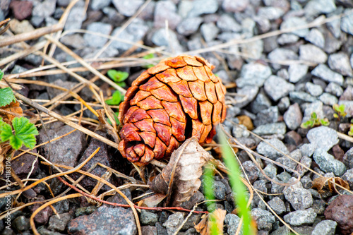 man sPine cones falling on the stone in the forest, but it looks beautiful   tood by the sea with his women in his arms and watched the sun rise in the morning. He looked happy and warm    photo