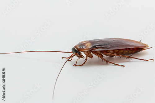 Cockroach brown   on a white background © chaphot