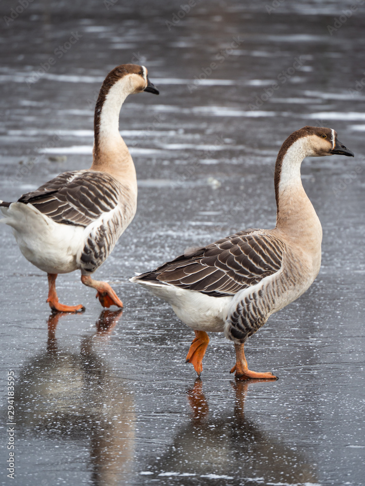 Swan goose (Anser cygnoides) on frozen lake Swan goose (Anser cygnoides) on frozen lake