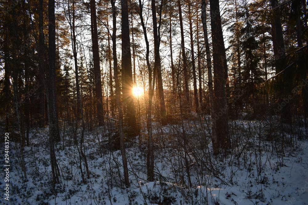 Winter Winter
