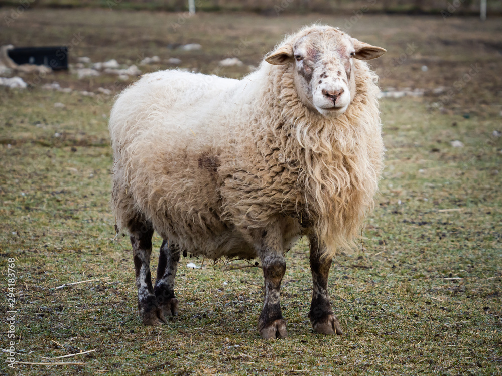 Sheep on pasture in cold winter time Sheep on pasture in cold winter time