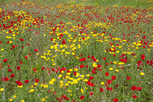 Poppies and pebbles flower beds in open space