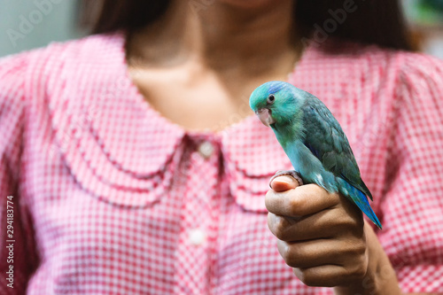 Forpus parrot bird on woman hand