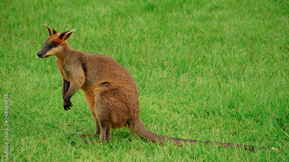 Decent Kangaroo looking for a mate! Decent Kangaroo looking for a mate!