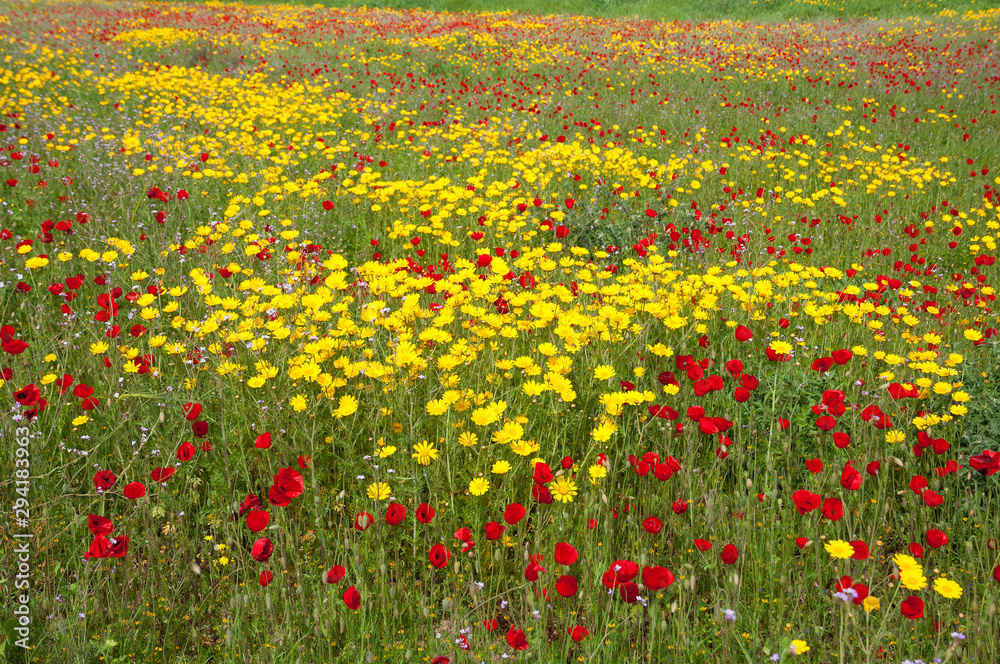 Field of wild flowers of poppies, anemones and Daisies