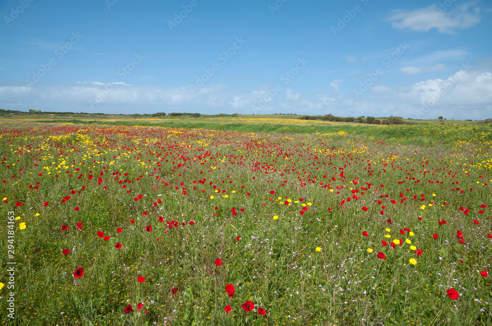 Wild Blossoms of Savyons and Poppies in Nature