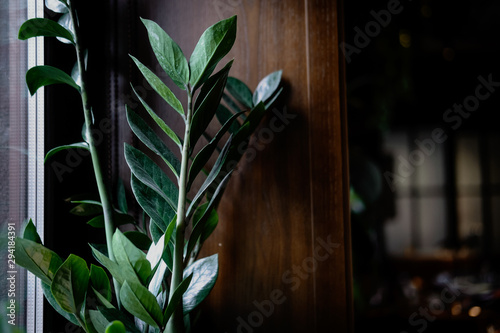 Dark green plant leaves on wooden background photo