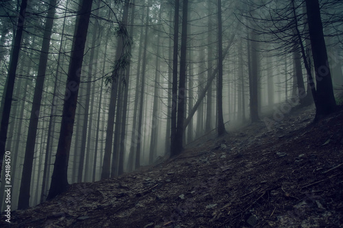 dark  scary pine forest among the mist 