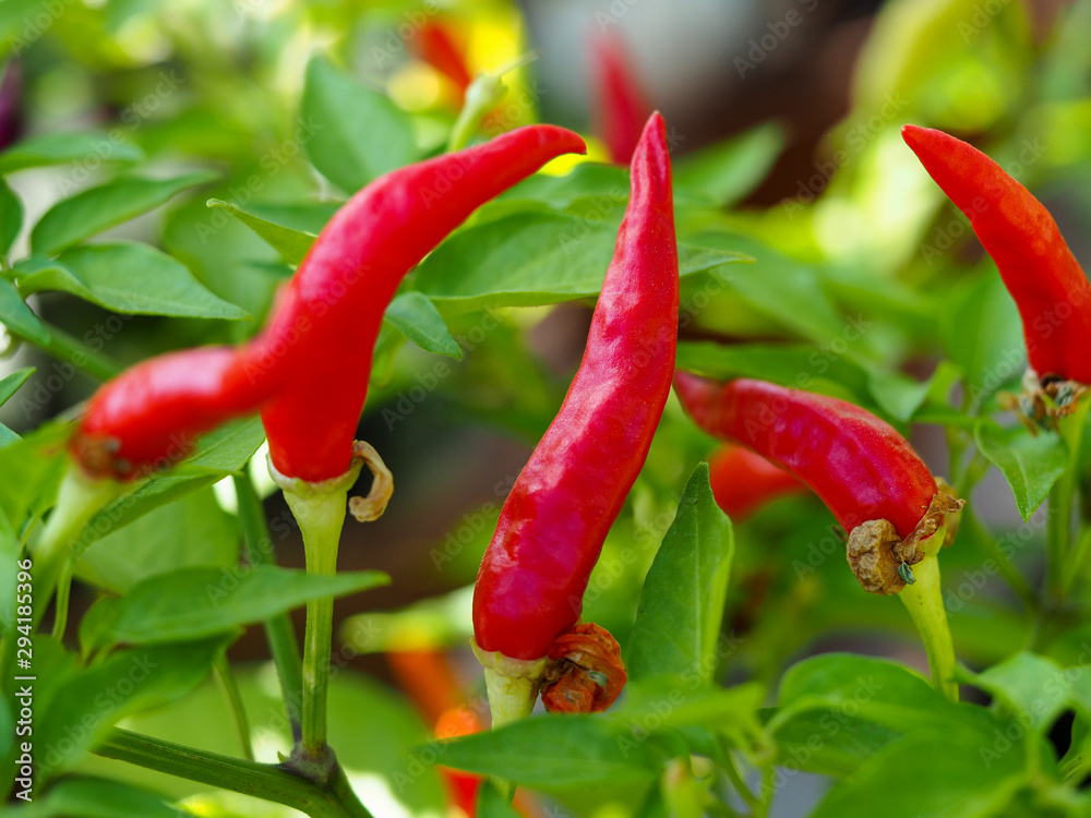 Bright red upright chilli peppers growing on a plant Bright red upright chilli peppers growing on a plant