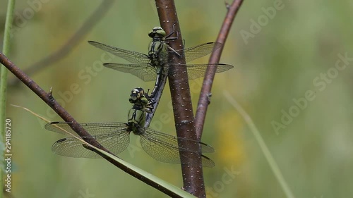 A pair of Emperor Dragonfly or Blue Emperor (Anax imperator) copulate photo