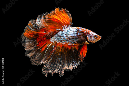Bild auf Leinwand The moving moment beautiful of orange siamese betta fish or fancy betta splendens fighting fish in thailand on black background