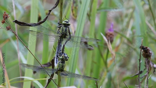 A pair of Emperor Dragonfly or Blue Emperor (Anax imperator) copulate photo