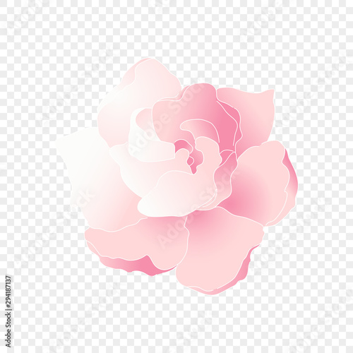 Isolated pink flower. Vector floral element