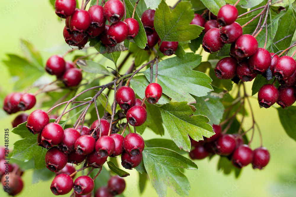 ripe burgundy rosehip berries on a branch
