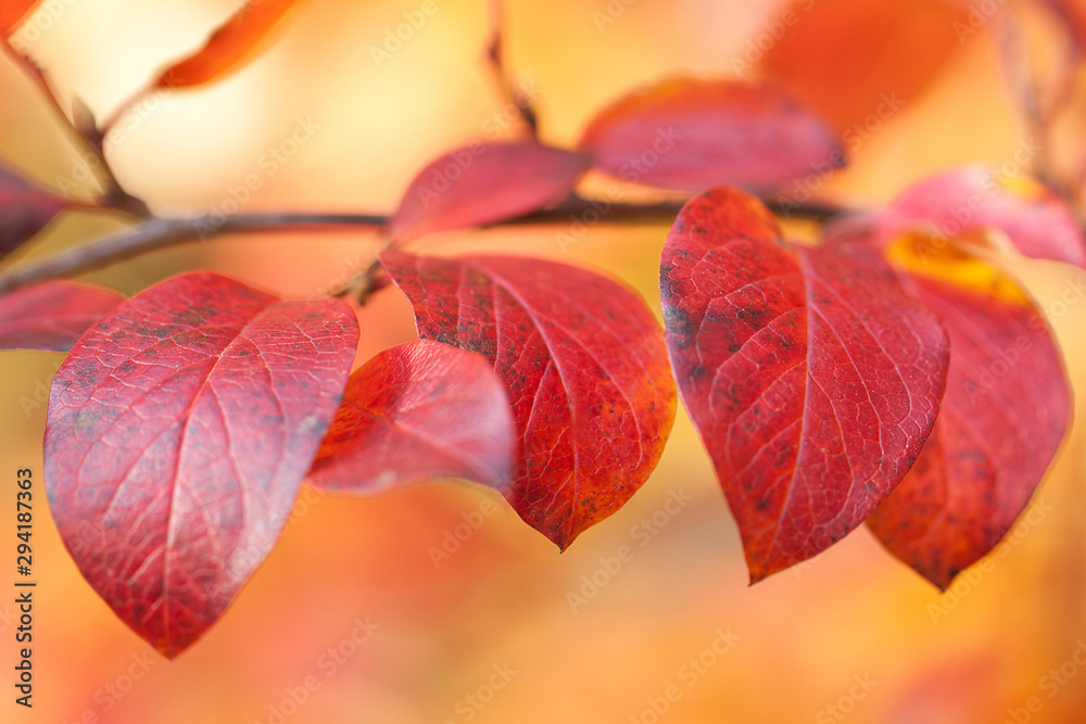 autumn bright foliage in fiery red hues autumn bright foliage in fiery red hues