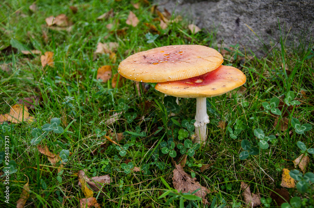 Giftige Pilze im Herbst