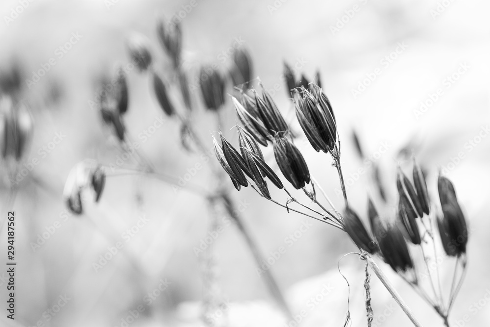 autumn faded dry plant with seeds - obrazy, fototapety, plakaty 