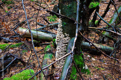 Pilze Wald Erfenbach