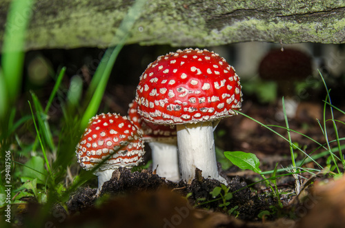 Giftige Pilze im Herbst
