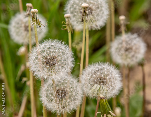 dandelion blowball in the spring