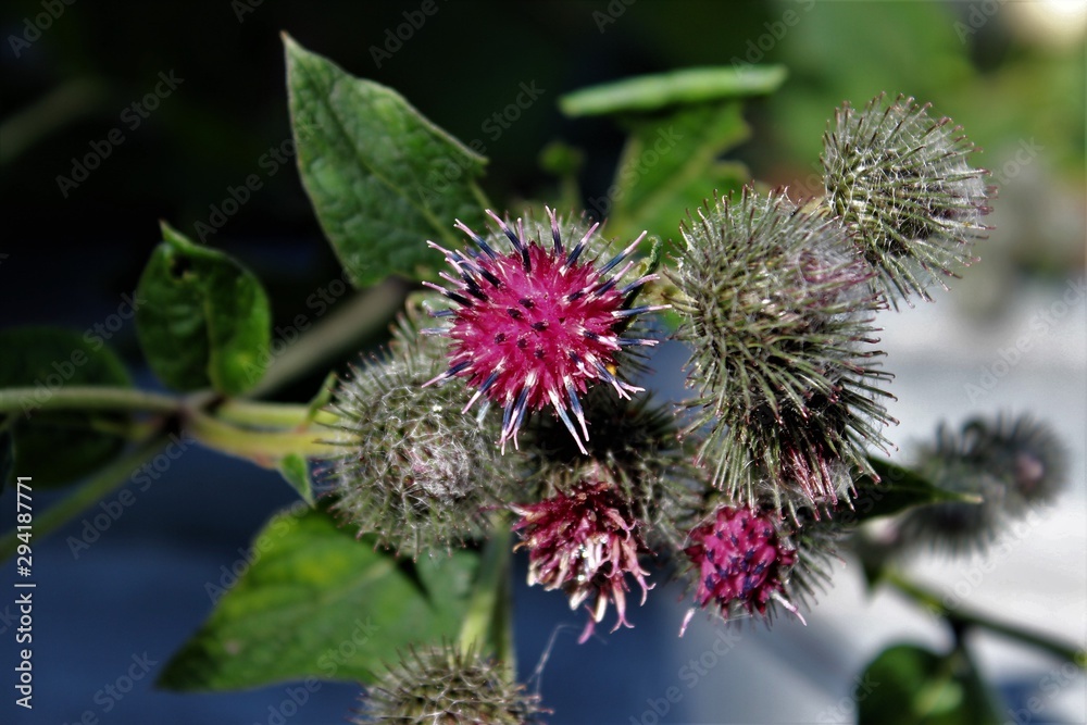 Small beautiful flowers with thorns. Macro. Russia. Small beautiful flowers with thorns. Macro. Russia.