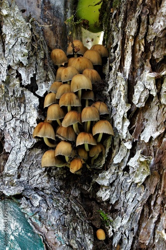 Small mushrooms on the trunk of an old tree. Russia.