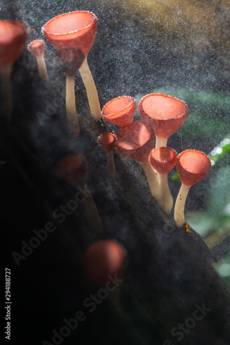 Fungi cup red Mushroom Champagne Cup