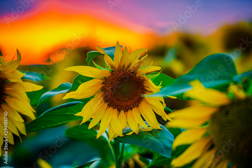 Sunflowers landscape at the sunset