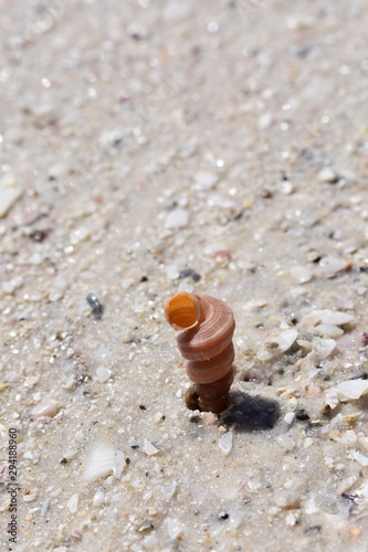 Background of a worm shell stuck in the sand photo