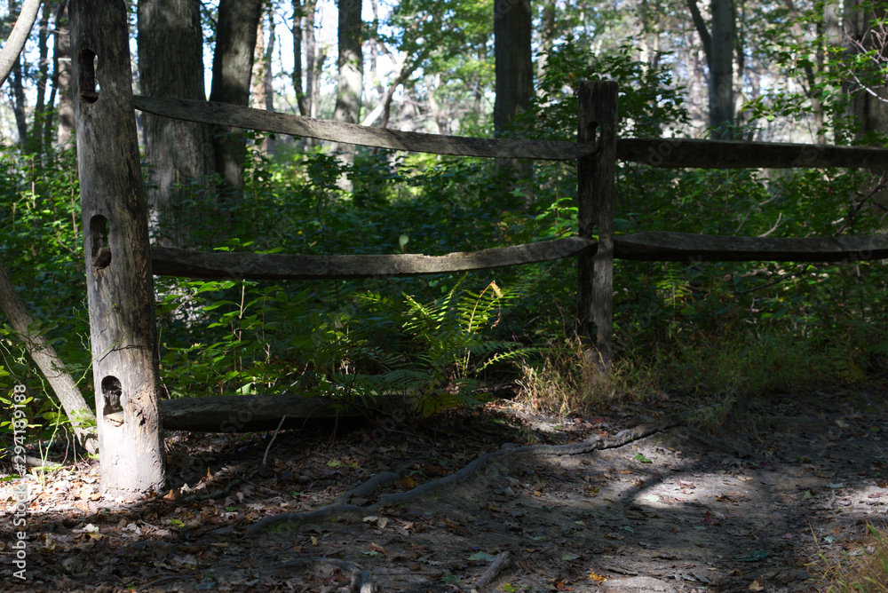 Old wooden fence with ferns at the bottom