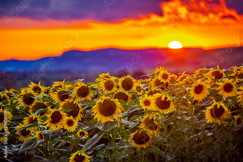 Sunflowers landscape at the sunset