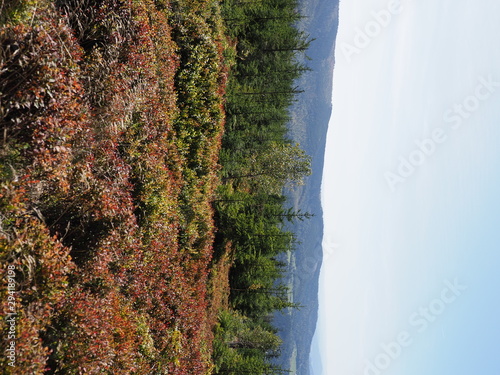 Red blueberries bushes at silesian Beskids Mountains range landscape near Salmopol in Poland in September - vertical photo