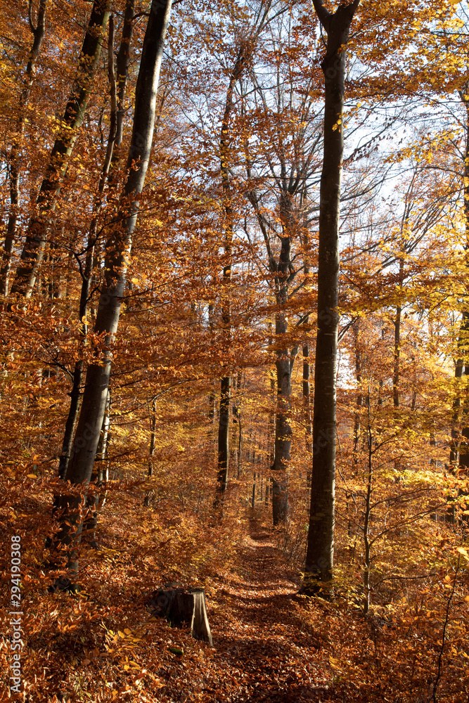 Fototapeta premium forest in autumn