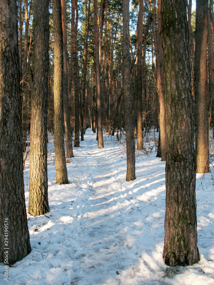 Snowy trail stretches between rows of tall tree trunks in a forest Snowy trail stretches between rows of tall tree trunks in a forest