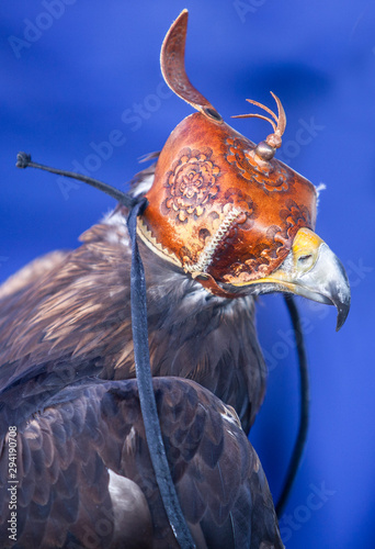 Iberian Golden eagle covered with leather hood photo