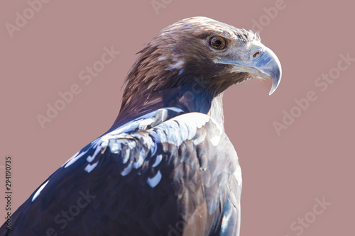 Spanish imperial eagle.or Aquila adalberti. Isolated photo