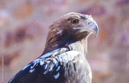 Spanish imperial eagle.or Aquila adalberti. Portrait photo