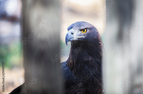 Iberian golden eagle or Aquila chrysaetos homeyeri photo