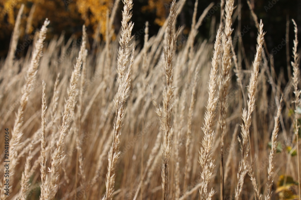 Fototapeta premium Autumn plants on a background of trees.