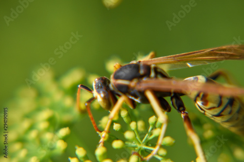 Wasp Eating Flower