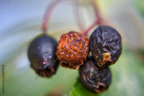 Dried Berries 