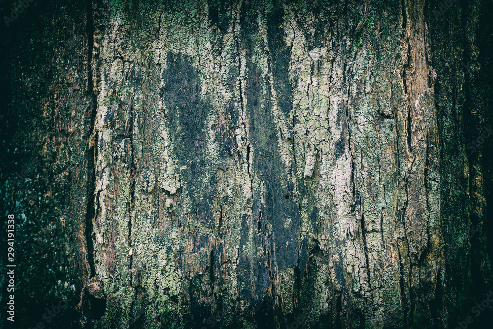 Obraz premium Grunge texture of old and rotten wood