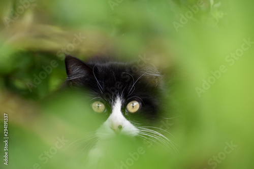 Cat Hunting and Creeping